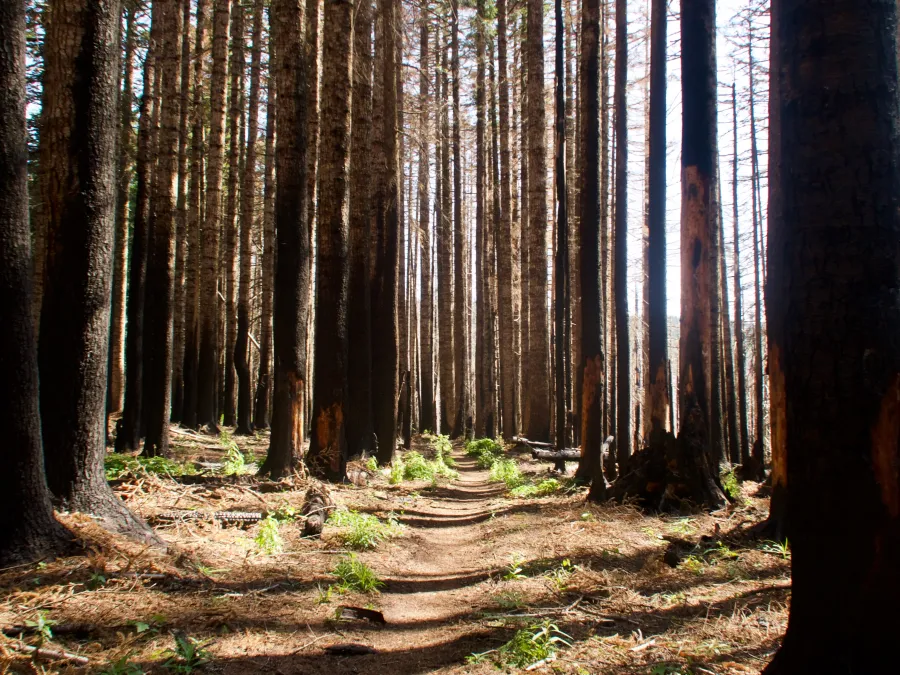 badly burned trees