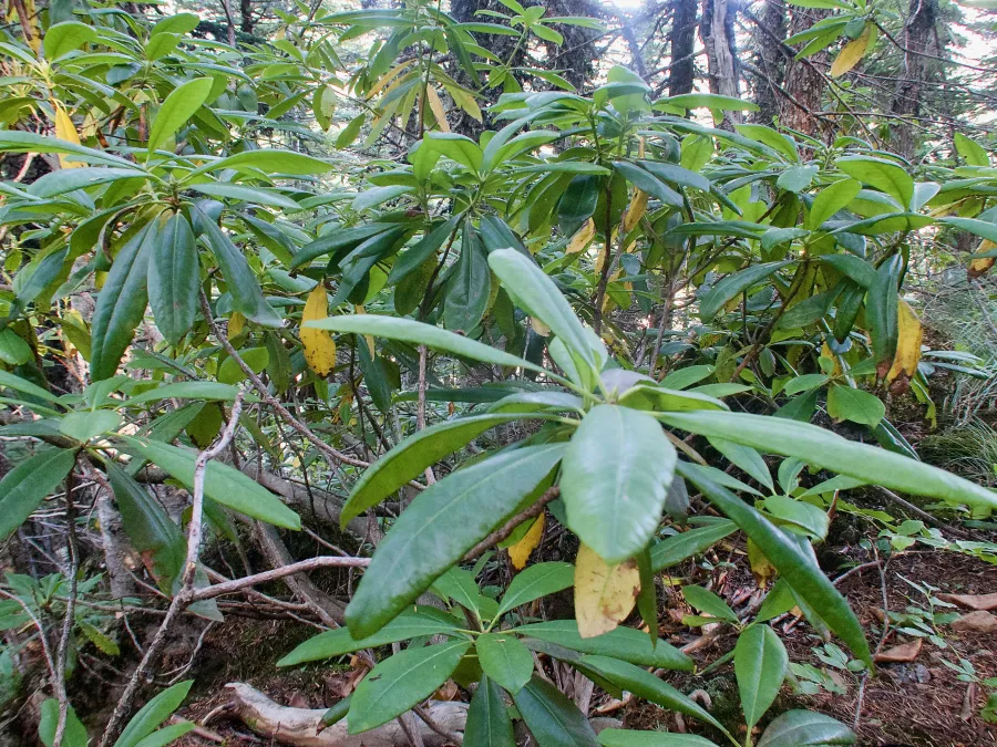 rhododendron