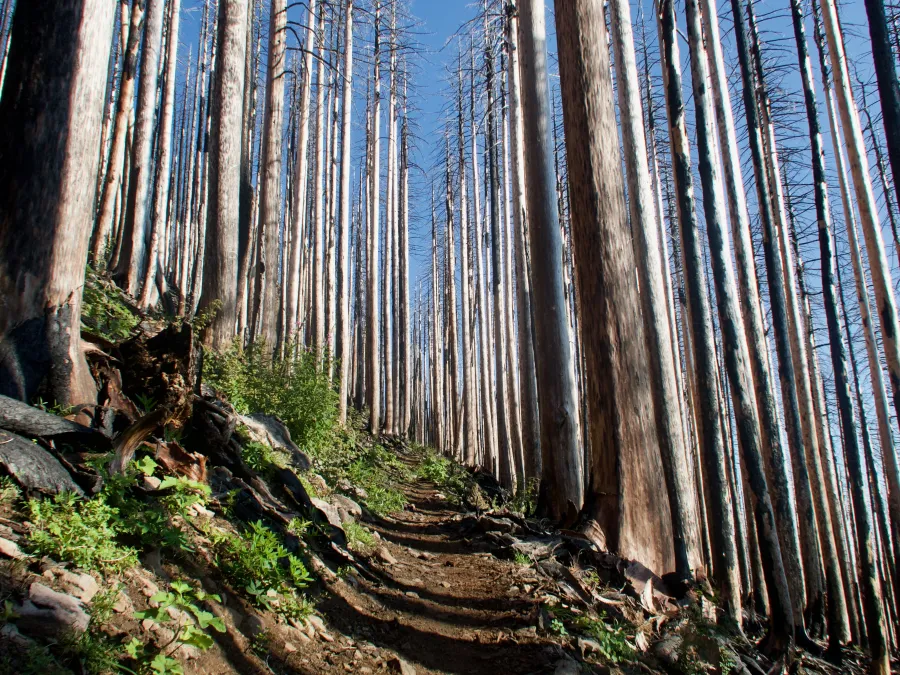 Burnt trees