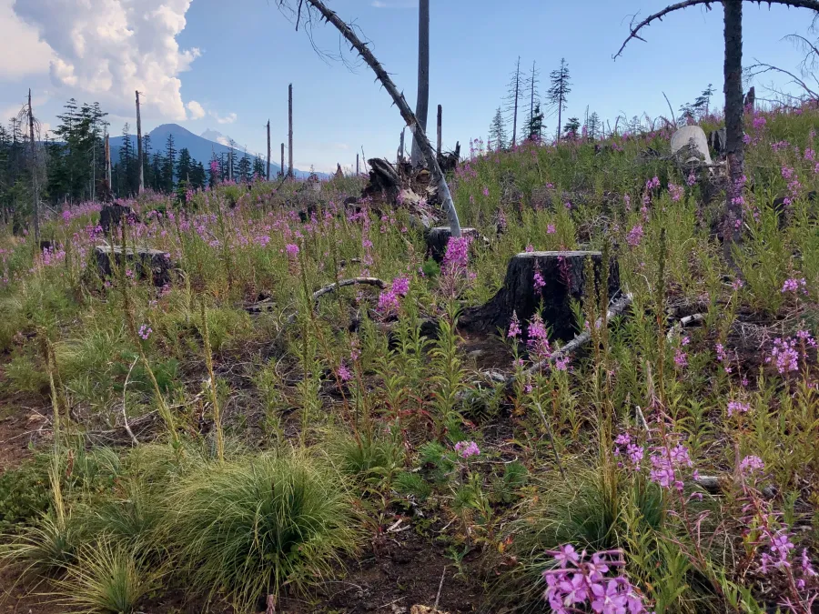 A partial view of Mt. Jefferson