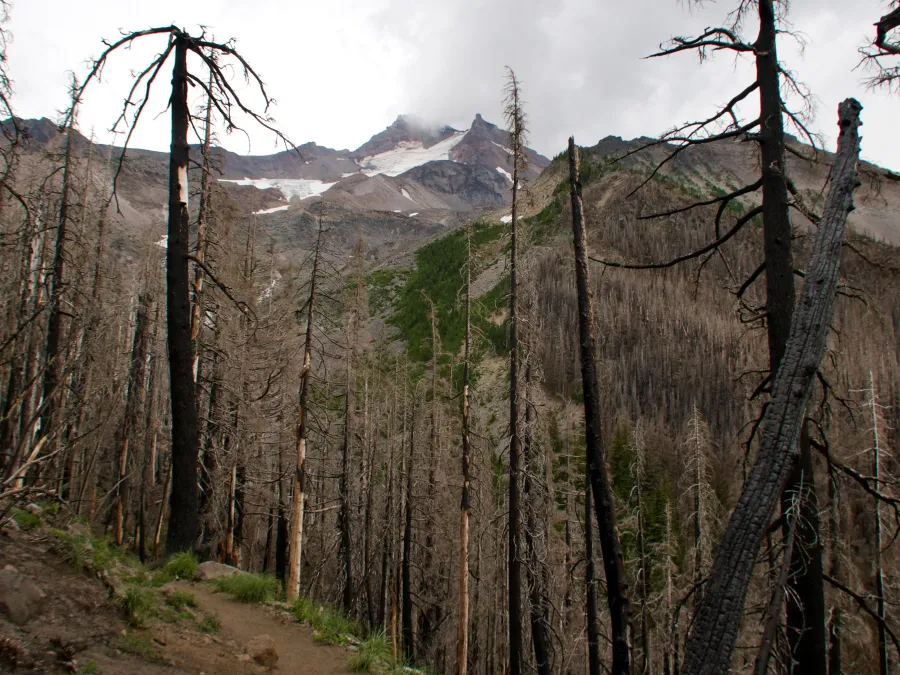Trees burned in the Whitewater Fire of 2017