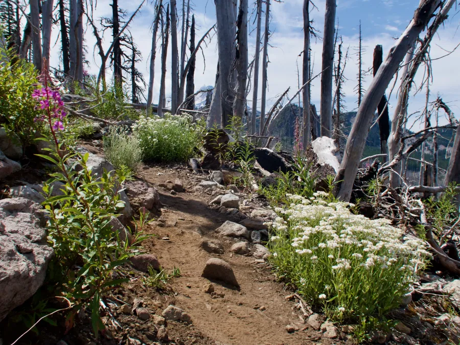 Flowers in a burn area