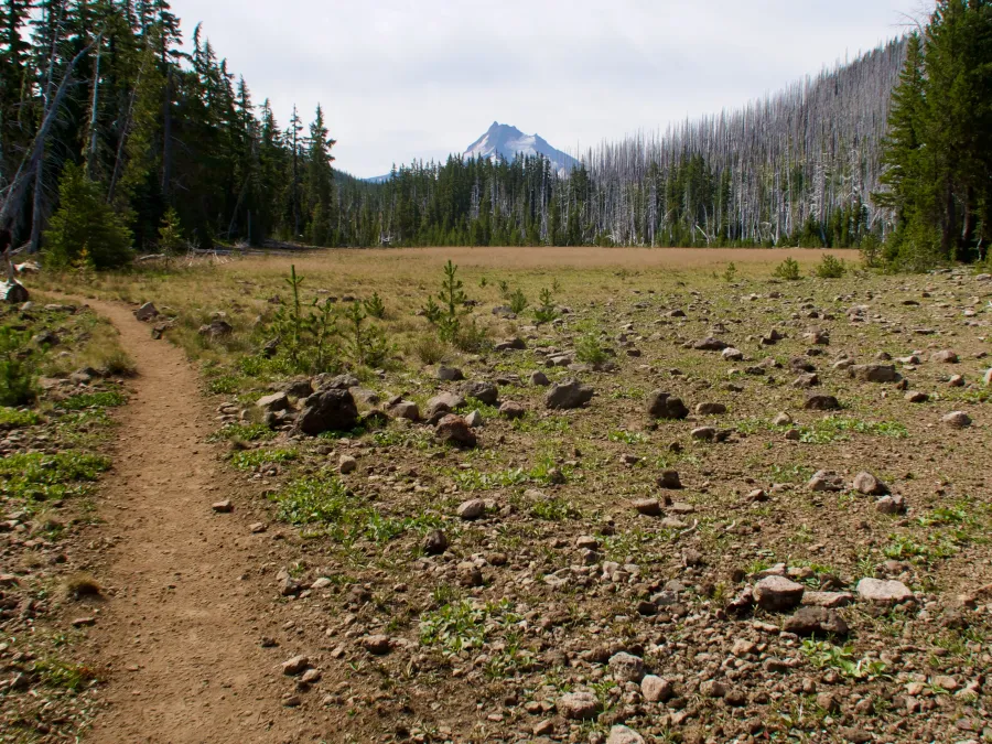 A view of Mt. Jefferson from a meadow