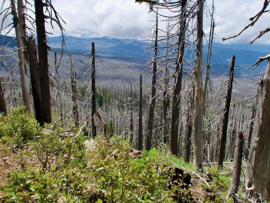 A forest of burnt trees