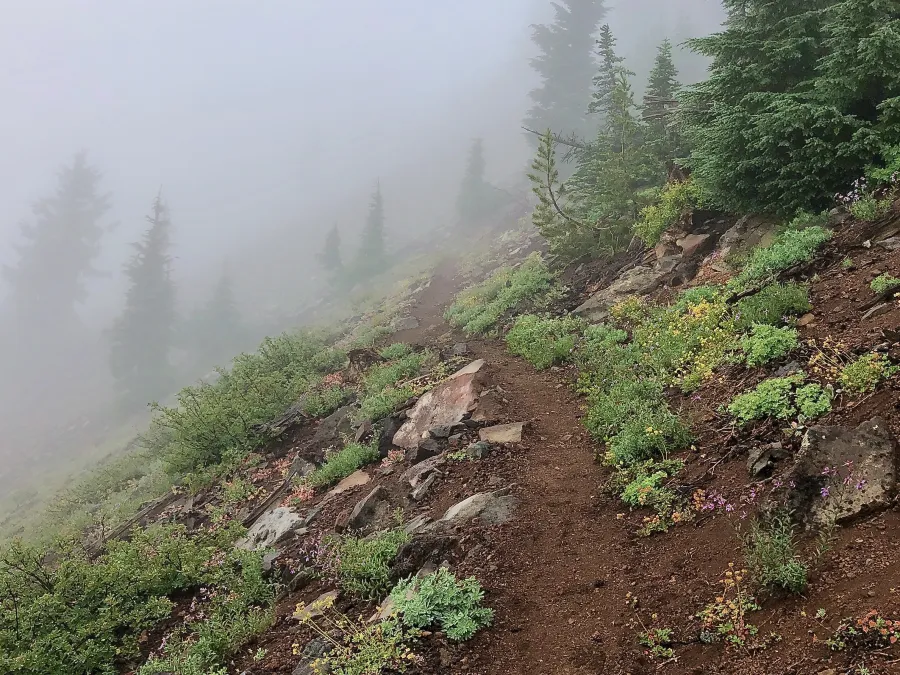 Foggy trail