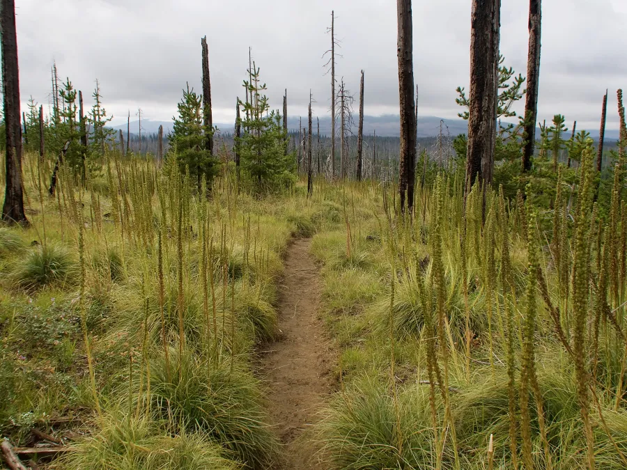 Grassy fire area