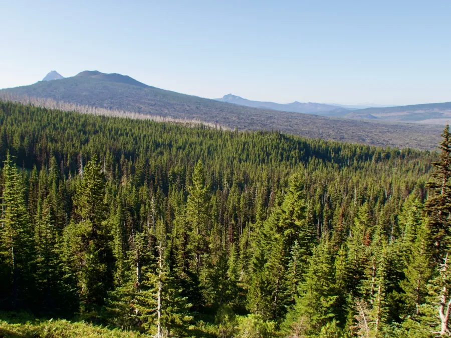 Trees on the side of Mt. Washington