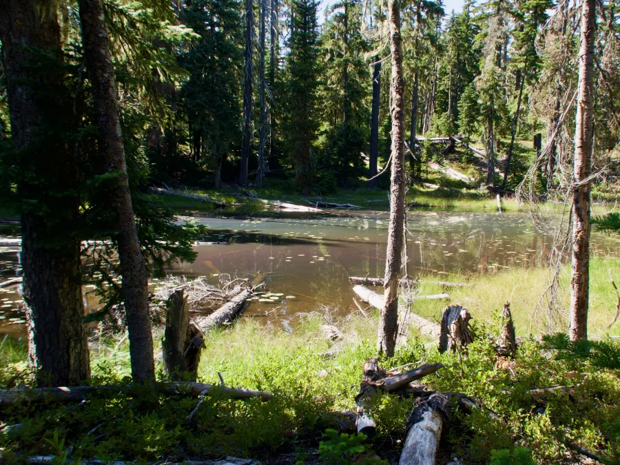 A marshy pond