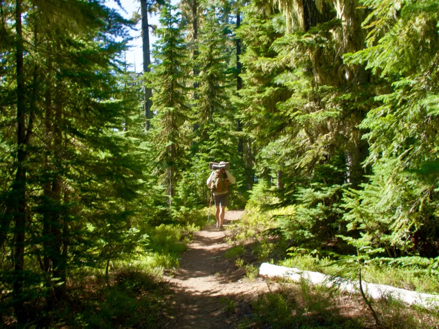 Dave on the trail with spruce trees