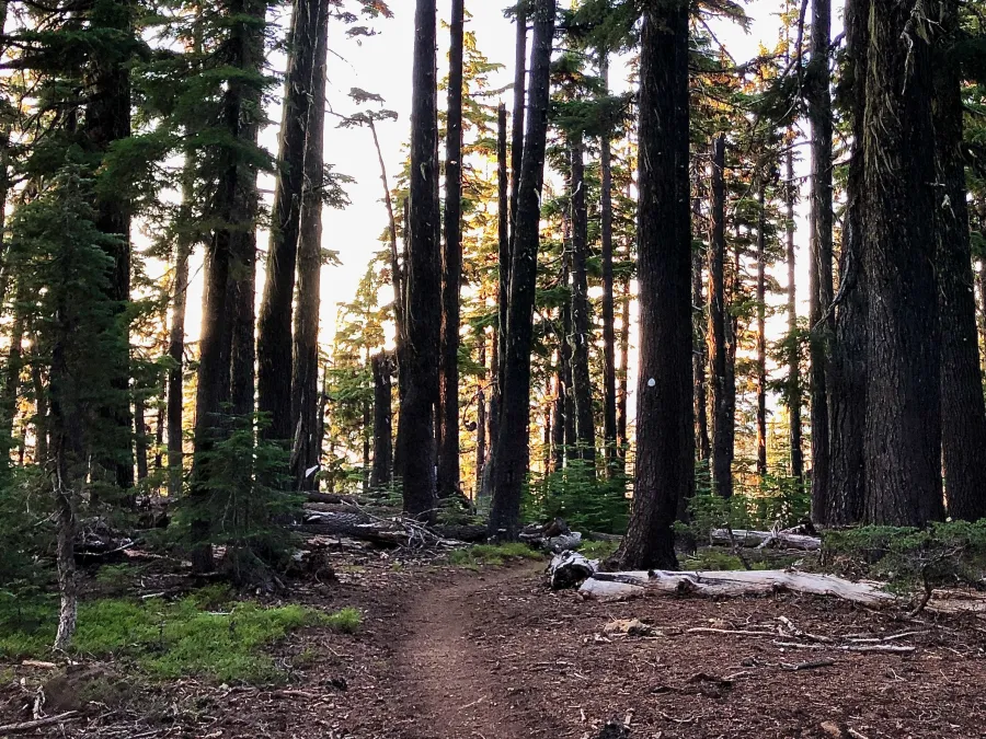 Golden sunlight through the trees