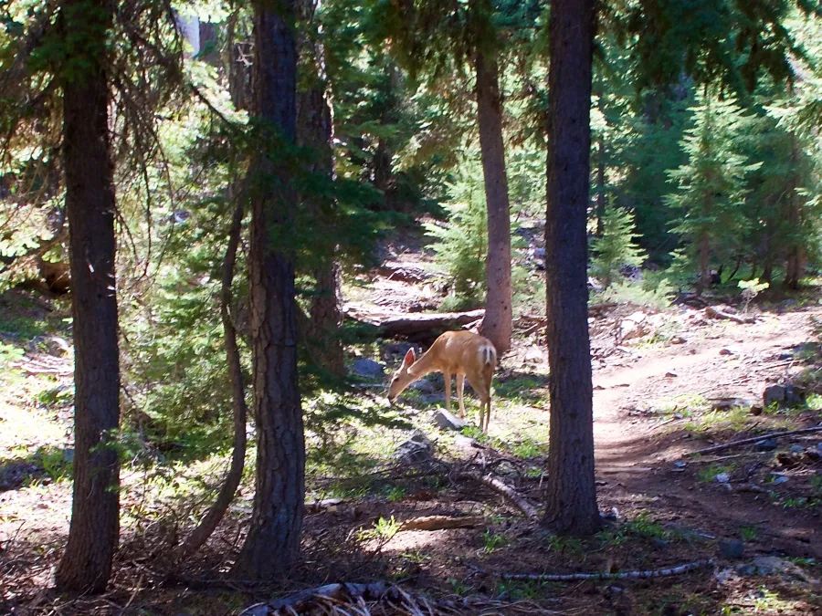 A mule deer feeds near the PCT