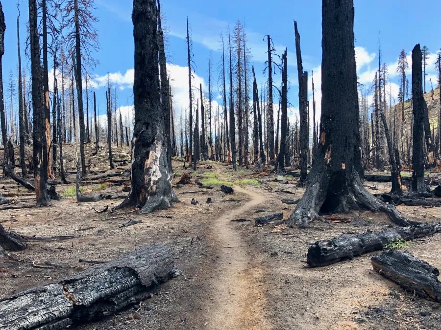 Devastation left by a wildfire