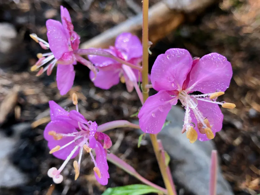 Dwarf fireweed