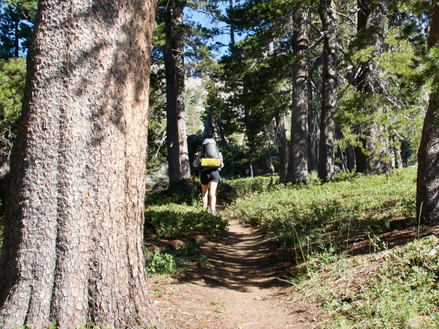 Bluejay returns to the PCT