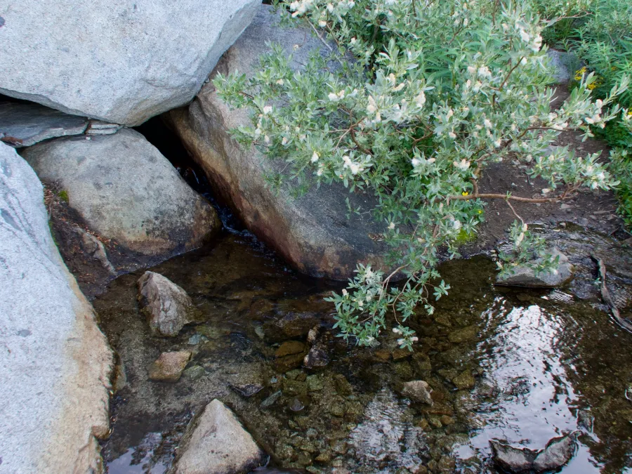 Water flows in a small creek