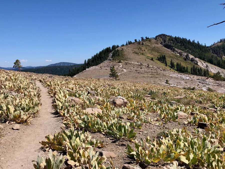 woolly mule's ears along the trail
