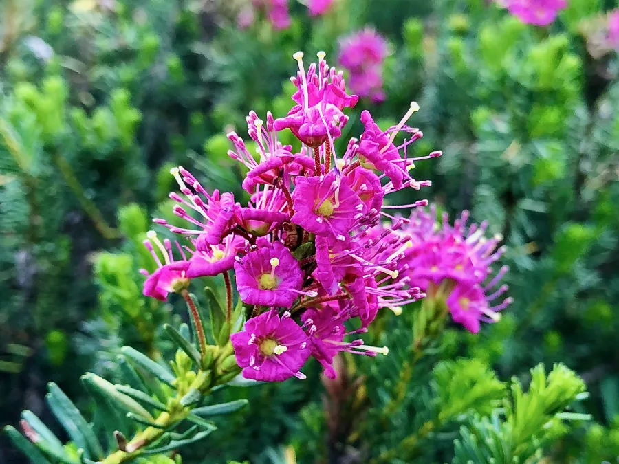 purple mountain heath