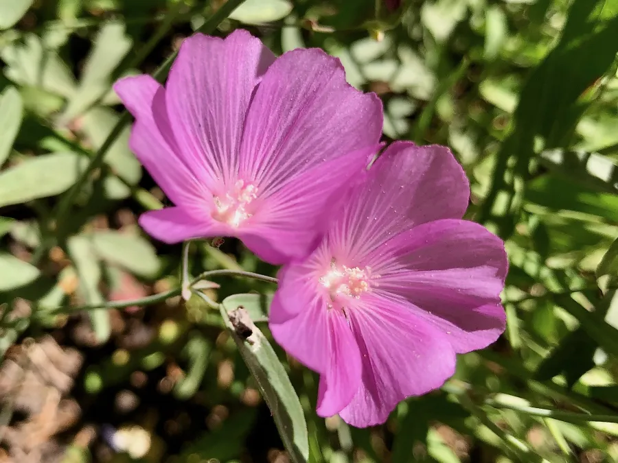 Waxy checkermallow flowers