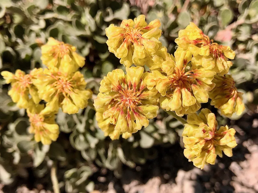 wild buckwheat