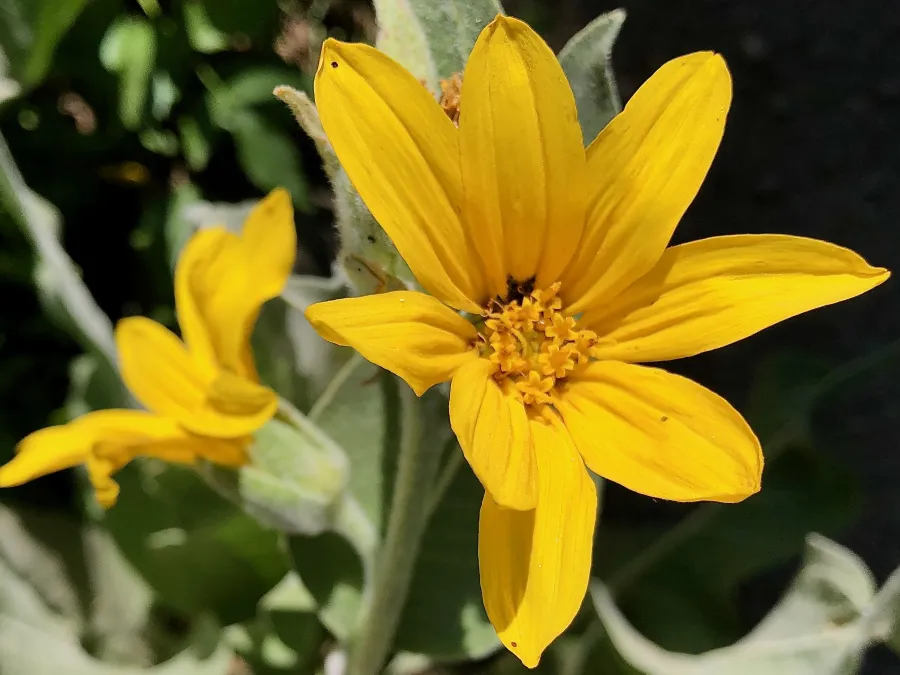 woolly mule's ears flowers