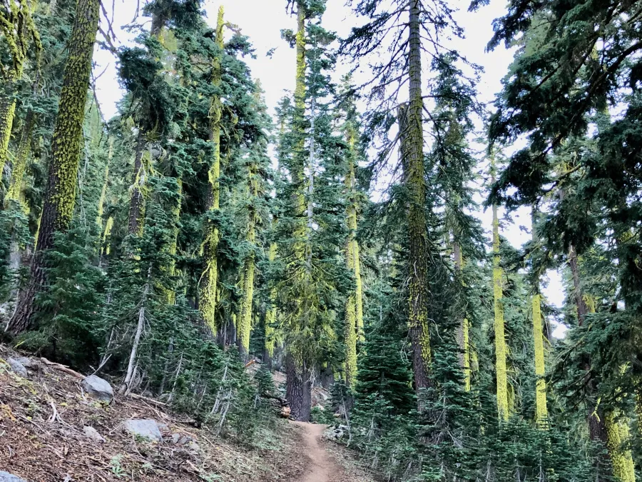 Luminescent trees on the PCT