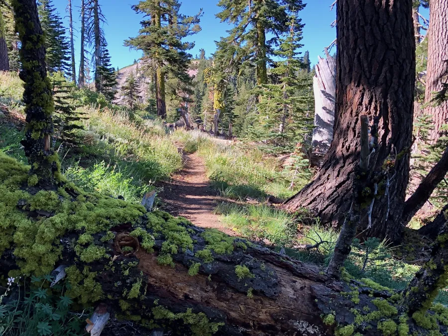 A mossy log on the trail