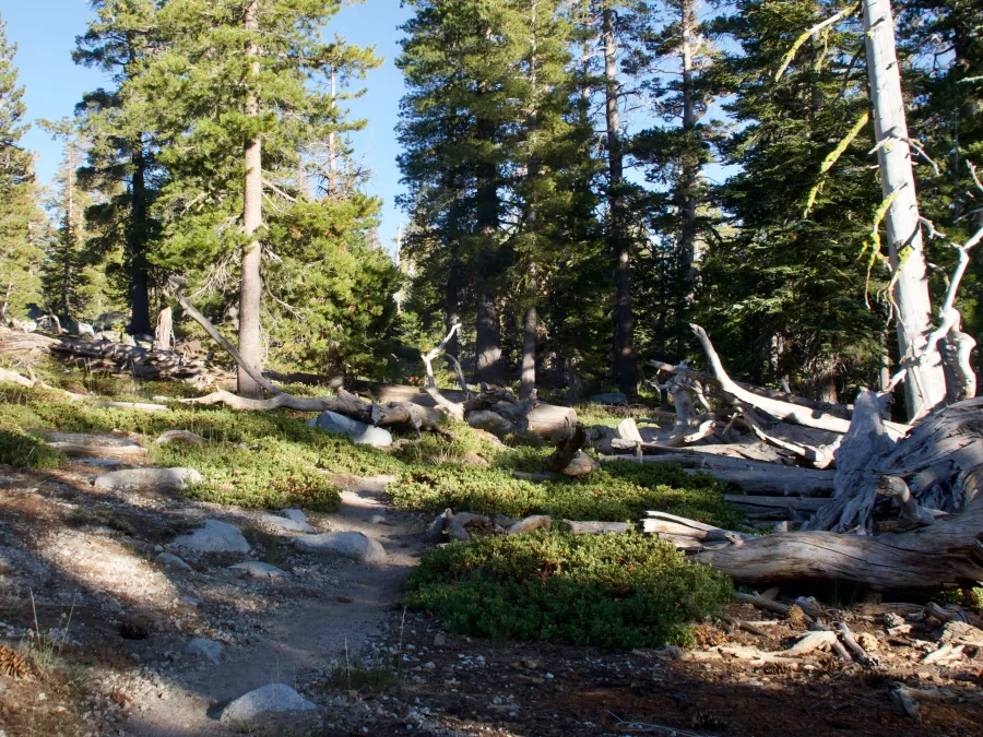 Near a campsite in Desolation Wilderness