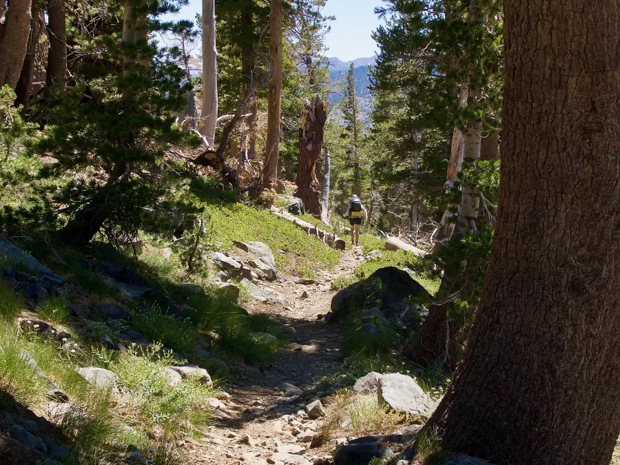 Bluejay on the trail