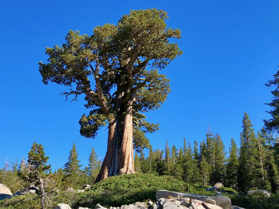 Sierra juniper