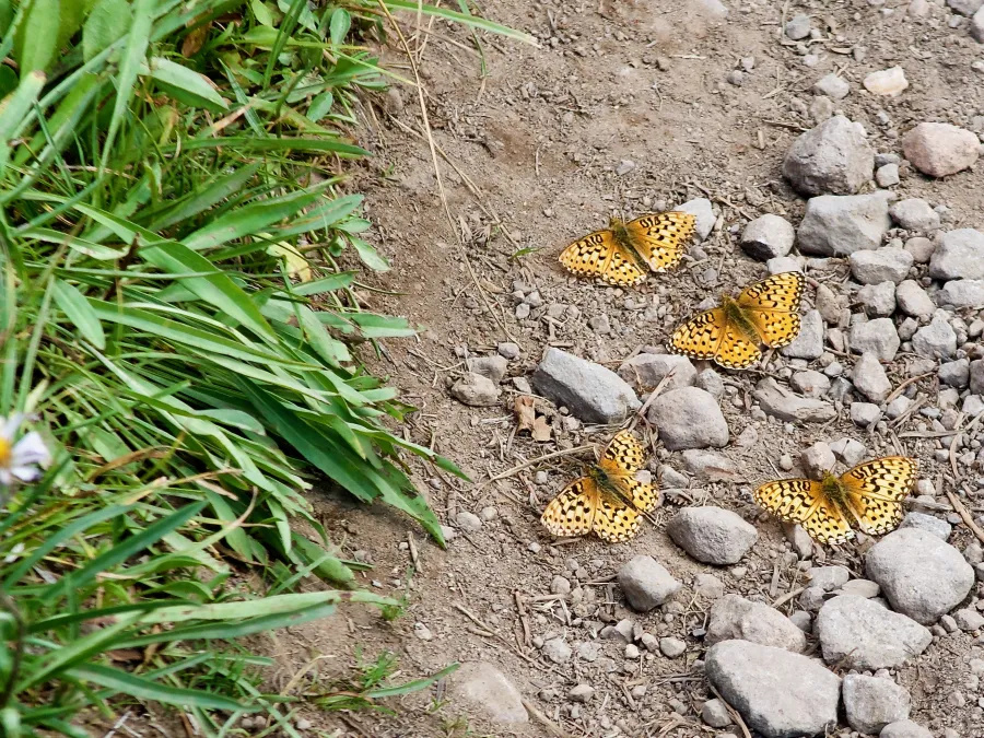 great spangled fritillary