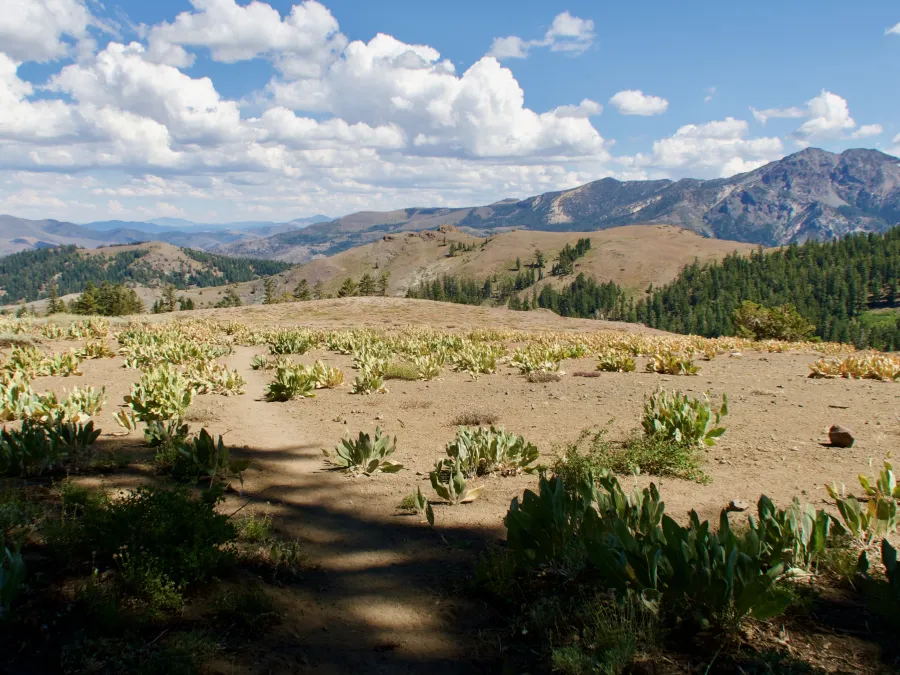 The flat top of a ridge