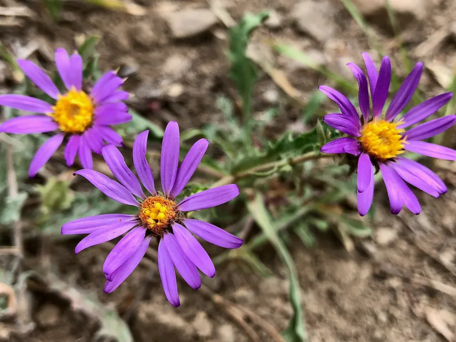 brewer's fleabane 