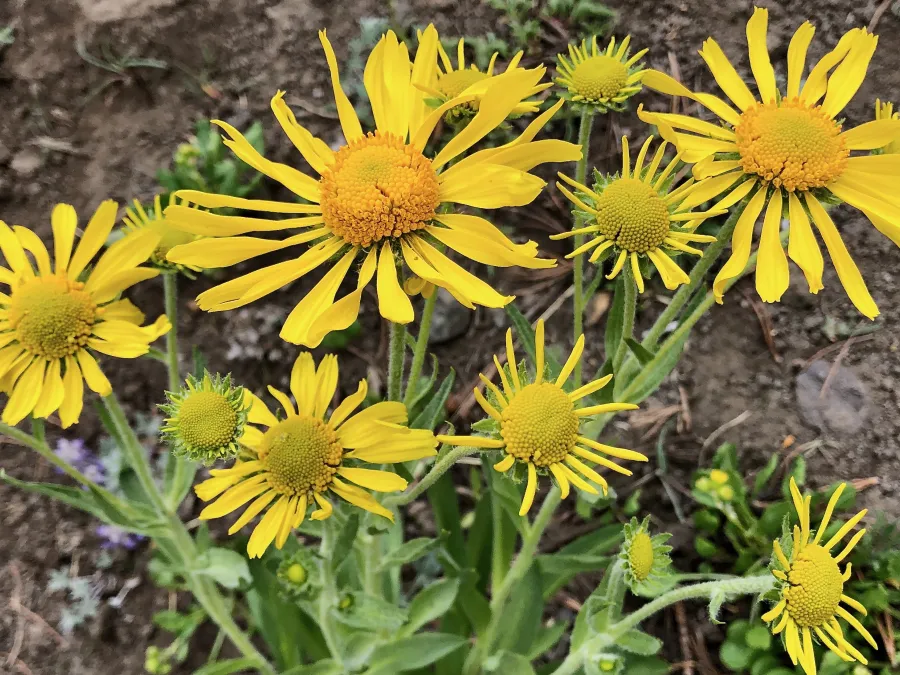 orange sneezeweed