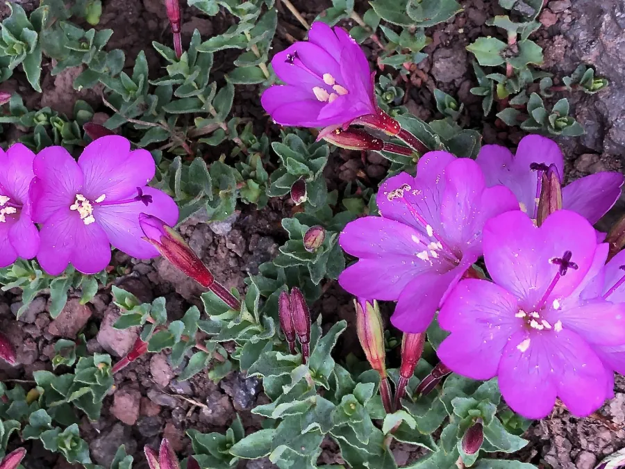 rockfringe willowherb