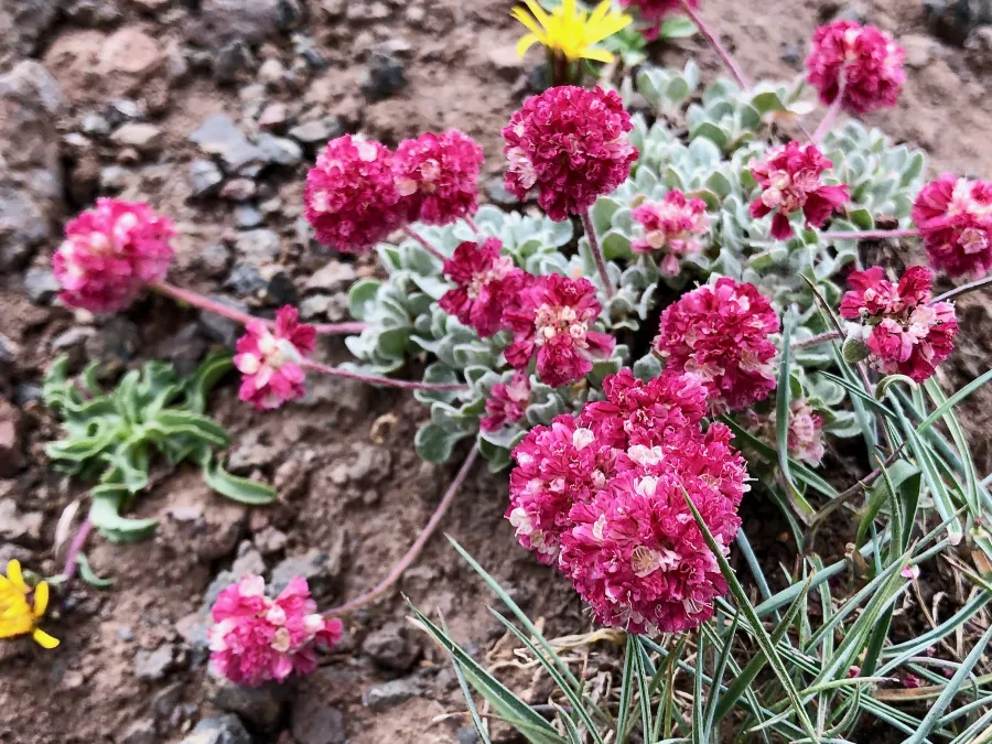white mountain buckwheat