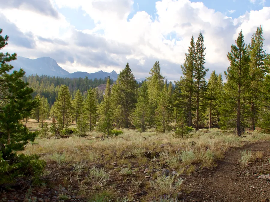 Walker Meadows