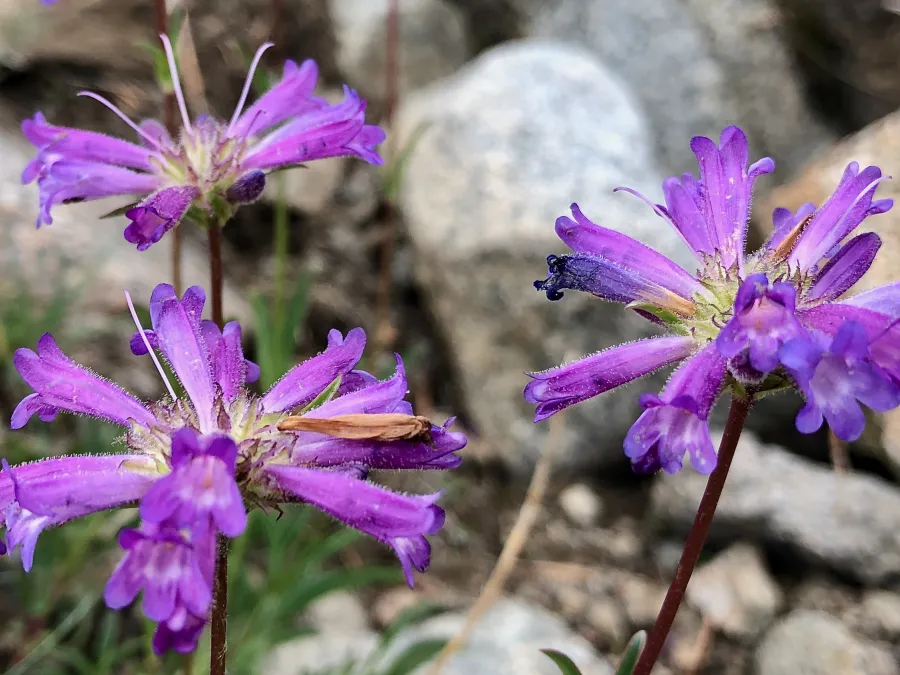 Sierra beardtongue