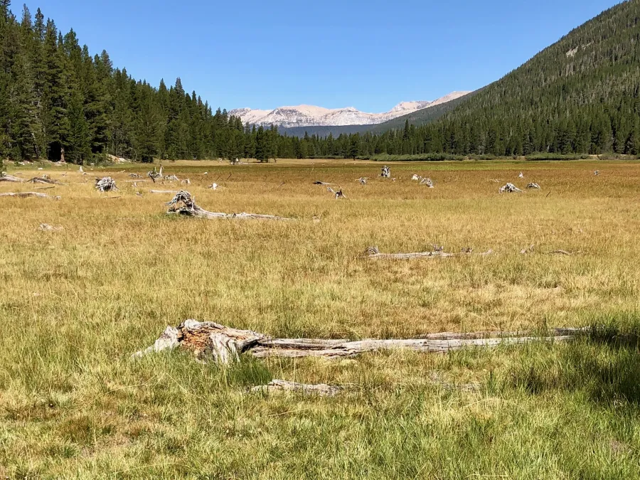 Wide meadow in Lyell Canyon