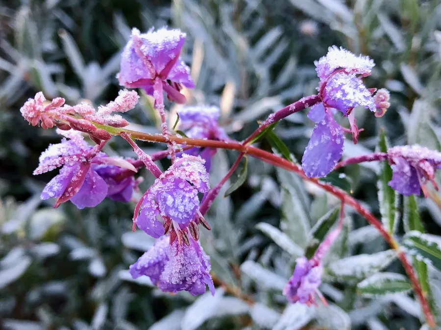Purple mountain heath