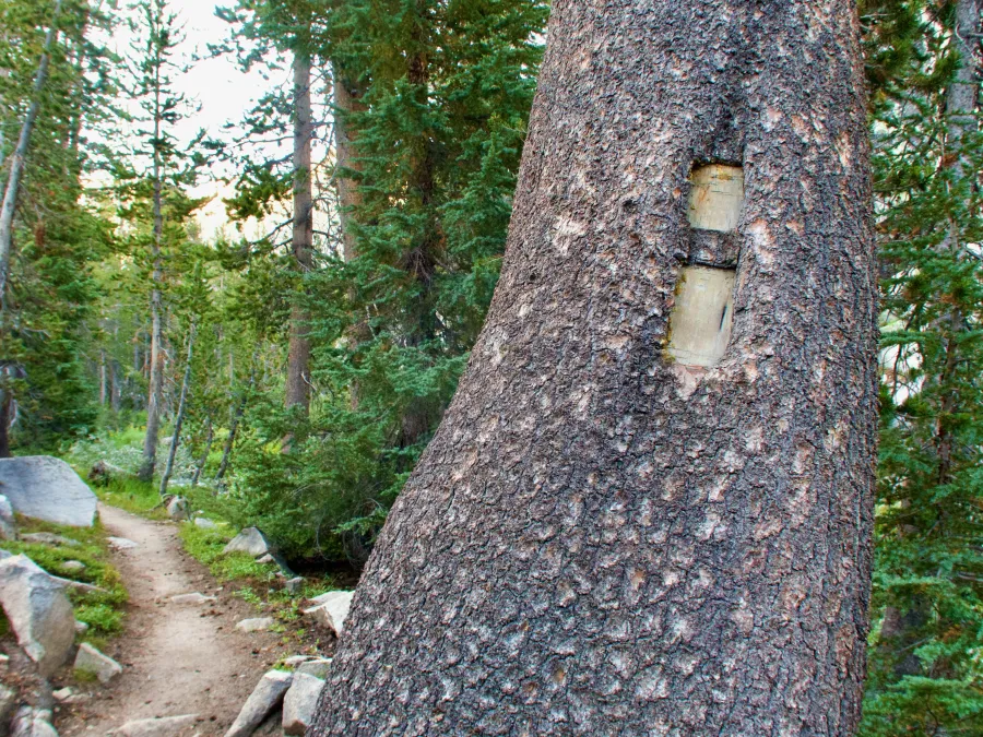 Blazed tree