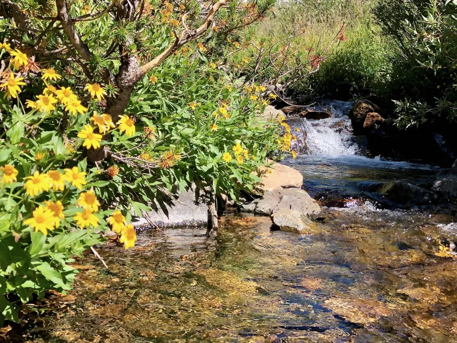 Wildflowers on Woods Creek
