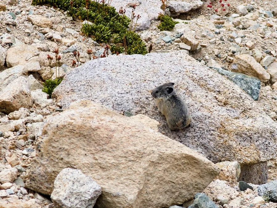 A pika