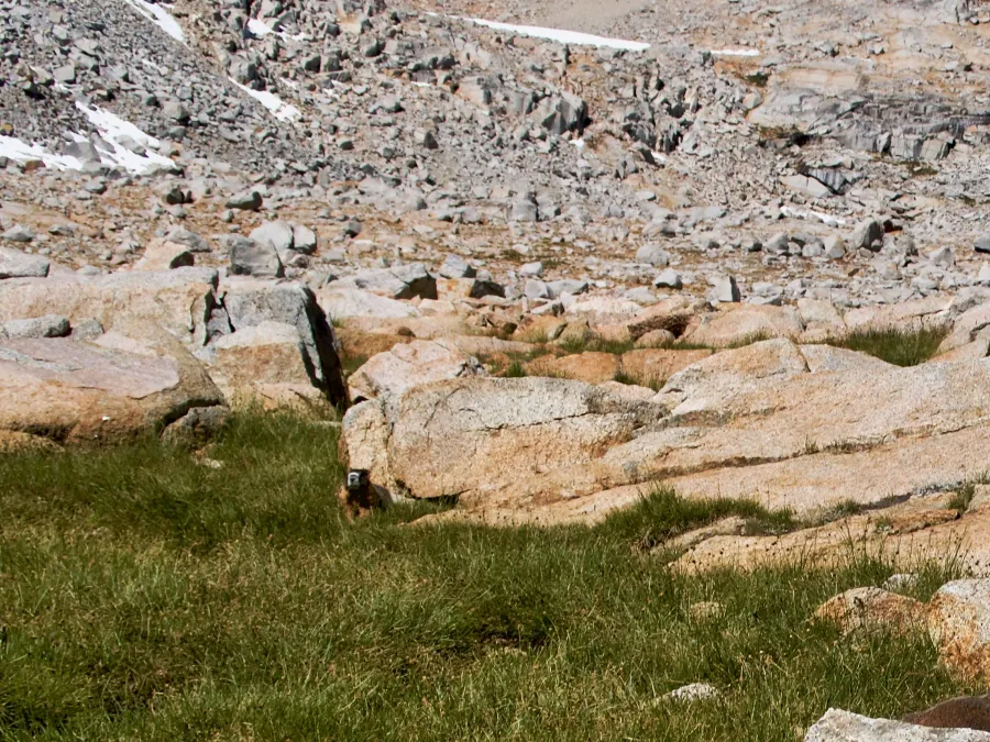A marmot