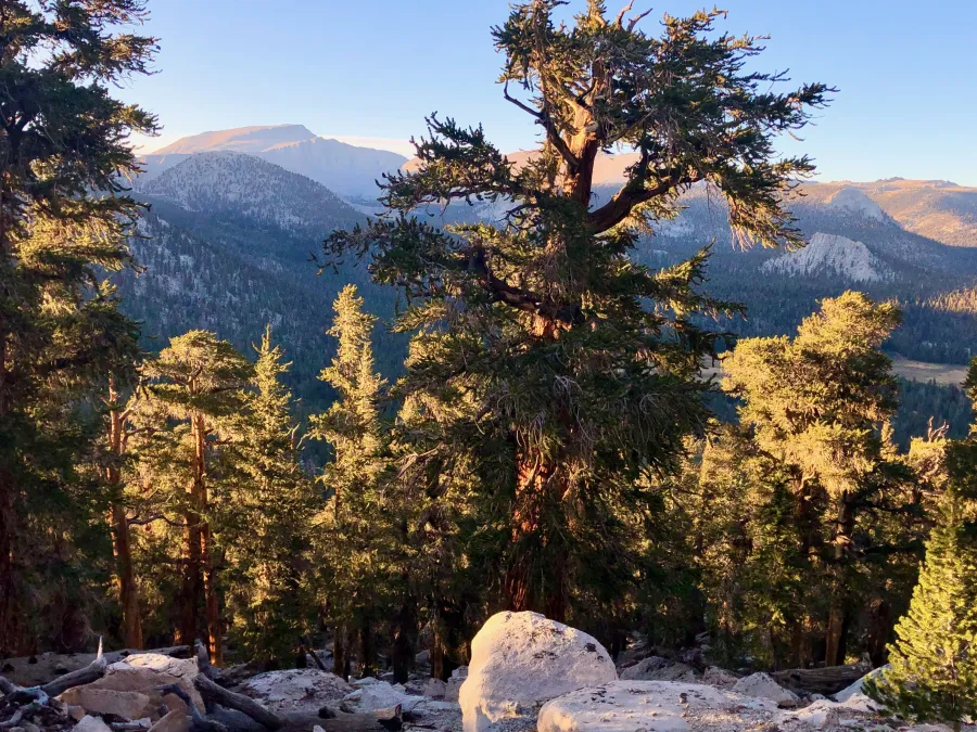 A view of Mt. Langley