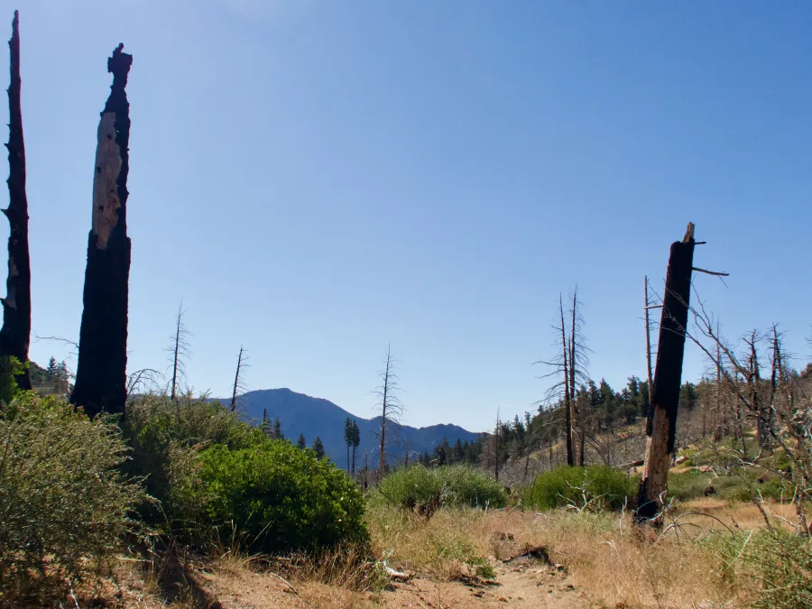 Burnt trees in Clover Meadow