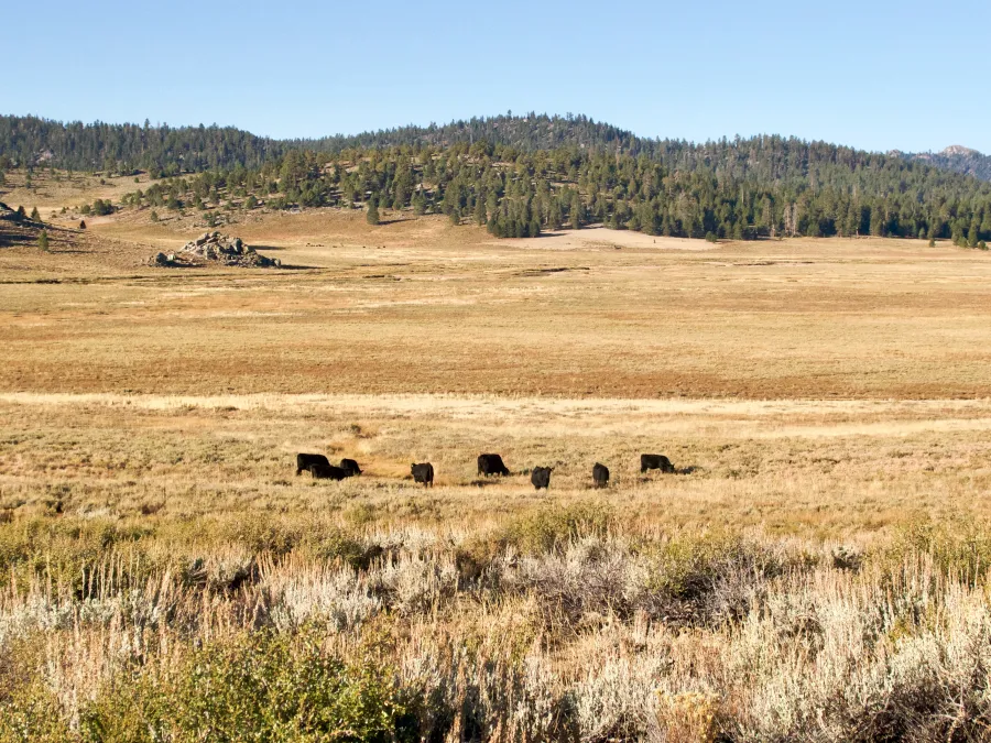 Grazing cattle in Monache Meadow 