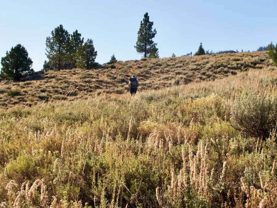 Jaws climbs the slope of Deer Mountain
