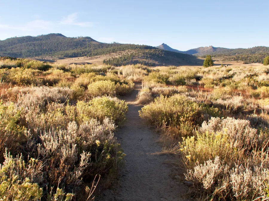 Monache Meadow