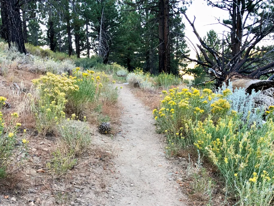 The PCT follows Cow Creek