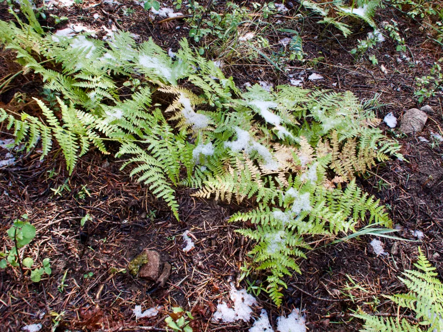 Snow accumulated on ferns